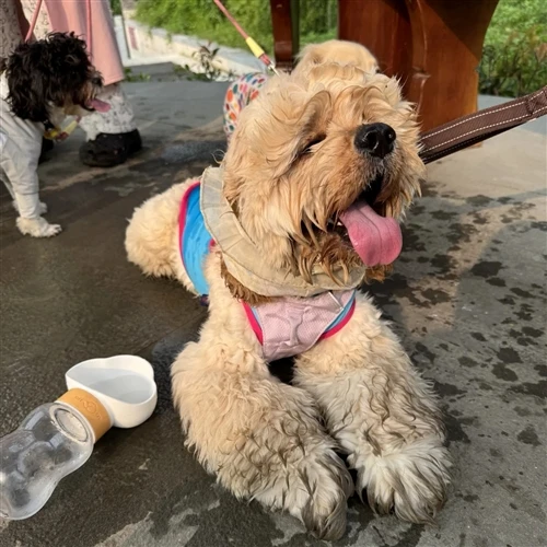 Heatstroke Risk Rises For Pets in Summer Heat — Cooling Mat Offers Safe Daily...